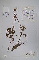 藏品(管鐘黨參)的圖片