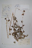 藏品(綠鐘黨參)的圖片