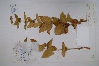 藏品(群虎草、大理白前)的圖片