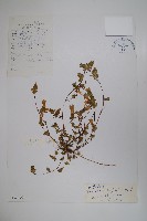 藏品(脹萼藍鐘花)的圖片