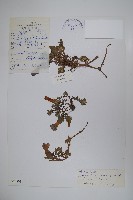 藏品(灰毛藍鐘花)的圖片