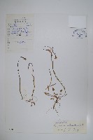 藏品(鑽裂風鈴草)的圖片