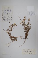 藏品(小菱葉藍鐘花)的圖片