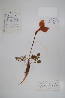 藏品(多小葉雞肉參)的圖片