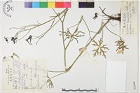 藏品(展毛翠雀花)的圖片