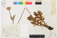 藏品(罌粟蓮花)的圖片