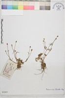 藏品(小毛茛)的圖片