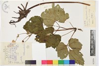 藏品(水棉花)的圖片