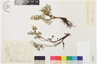 藏品(短柱側金盞花)的圖片