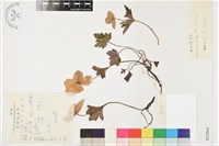 藏品(岩生銀蓮花)的圖片