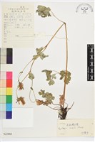 藏品(直距耬斗菜)的圖片