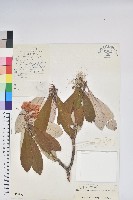 藏品(光蕊杜鵑花)的圖片