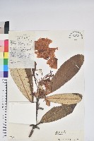 藏品(革葉杜鵑)的圖片