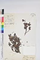 藏品(彎柱杜鵑)的圖片