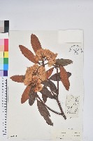 藏品(棕背川滇杜鵑)的圖片