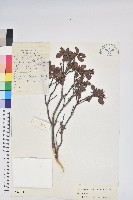 藏品(岩生杜鵑花)的圖片