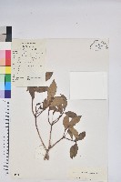 藏品(雲南杜鵑)的圖片