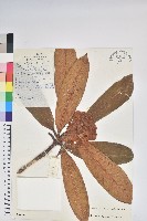 藏品(粘毛杜鵑)的圖片