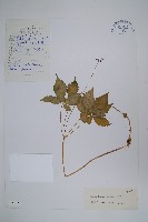 藏品(竹節參)的圖片