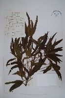 藏品(異葉梁王茶)的圖片