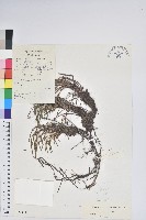 藏品(岩須)的圖片