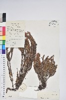 藏品(睫毛岩須)的圖片