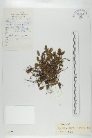 藏品(少花杉葉杜)的圖片