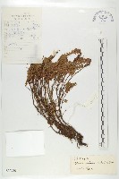 藏品(多花杉葉杜)的圖片