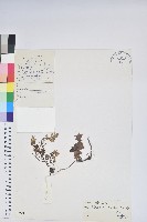 藏品(華白珠)的圖片