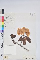 藏品(黃杯杜鵑)的圖片