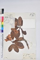 藏品(亮葉杜鵑)的圖片