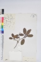 藏品(多變杜鵑)的圖片