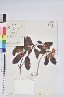 藏品(多變杜鵑)的圖片