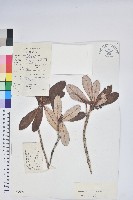 藏品(血紅杜鵑)的圖片