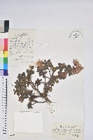 藏品(平臥怒江杜鵑)的圖片