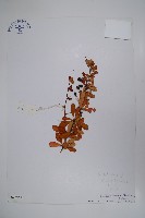 藏品(華西小蘗)的圖片