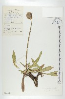 藏品(匙葉翼首花)的圖片