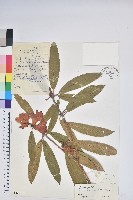 藏品(光柱杜鵑)的圖片