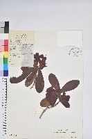 藏品(似血杜鵑)的圖片