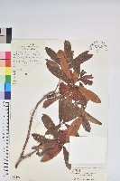 藏品(綿毛杜鵑)的圖片