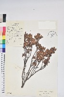 藏品(岩生杜鵑花)的圖片