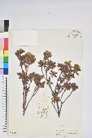 藏品(金黃杜鵑)的圖片