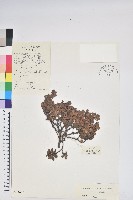 藏品(岩生杜鵑花)的圖片