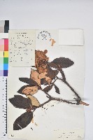 藏品(白雪杜鵑)的圖片