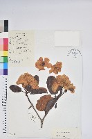 藏品(黃杯杜鵑)的圖片