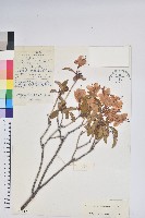 藏品(雲南杜鵑)的圖片