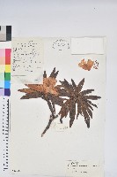 藏品(卷葉杜鵑)的圖片