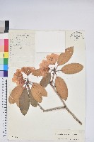 藏品(亮葉杜鵑)的圖片