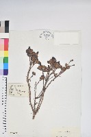 藏品(彎柱杜鵑)的圖片