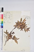 藏品(柳條杜鵑)的圖片